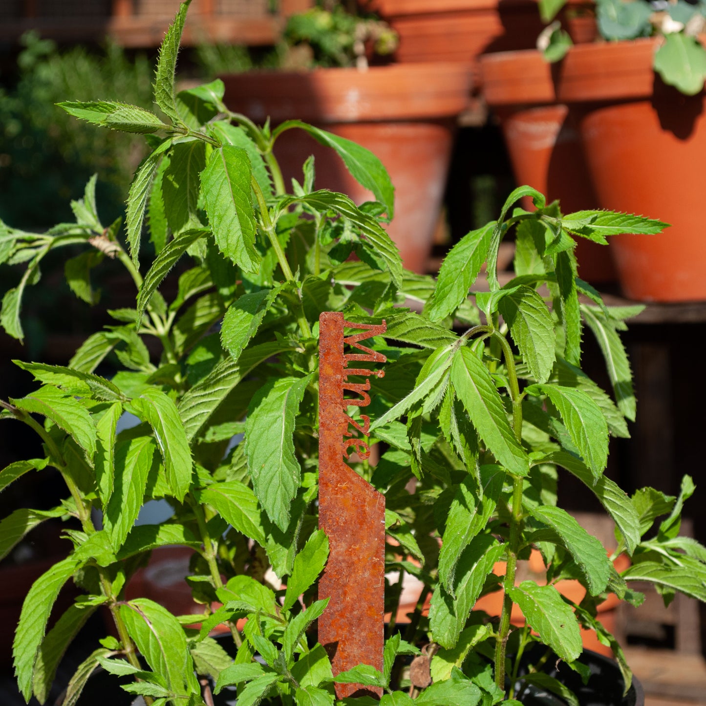 Pflanzenstecker „Minze“ | Wetterfester Kräuterstecker für Garten und Beet